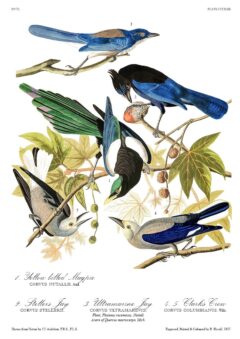 The Birds of America – John James Audubon – Volume 9 of 10