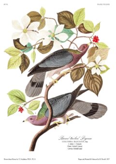 The Birds of America – John James Audubon – Volume 9 of 10