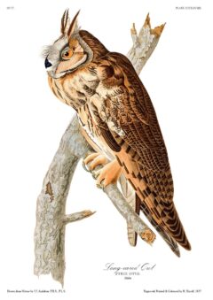 The Birds of America – John James Audubon – Volume 9 of 10
